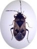 Trapezonotus dispar